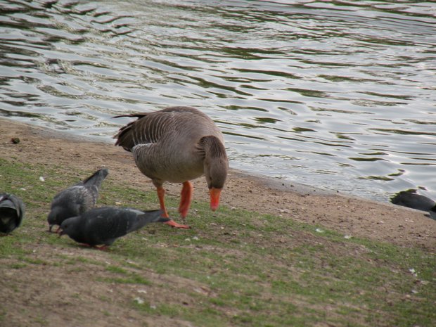  canard et pigeons, Regent's Park